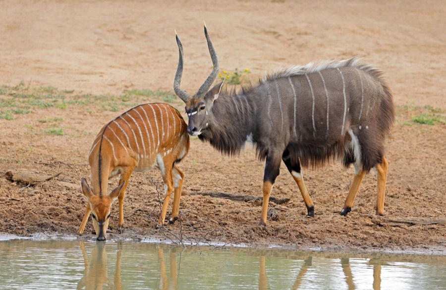 Nyala